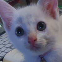 Acacicilnung N De Genkzz 🍣