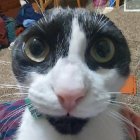 im_putchi | #nichefurtwt