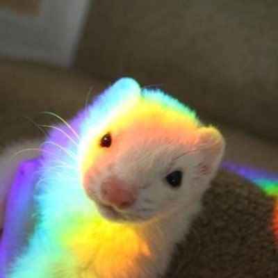 honey🌸 is not okay😔🎀