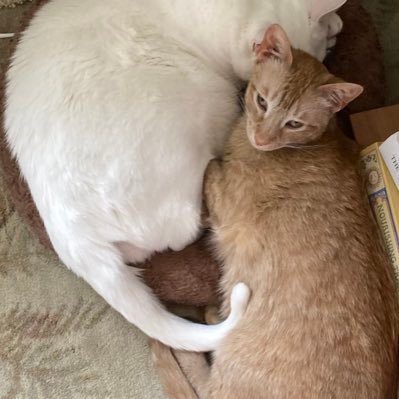 Retired RN,#NoProject2025,CatRescuer🇺🇦🌴🥥