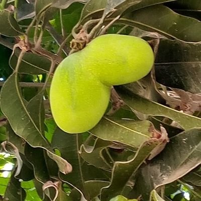 veerpal Kaur insan🥰🥰