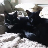 me, my Lily 😻 🇬🇧 George 😻 🇬🇧 Cleo 😻 🇬🇧