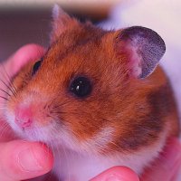 Bear-Pattern-Hamster