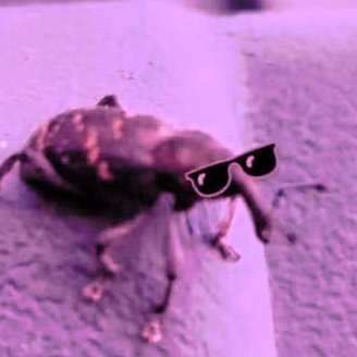 AnarchoSnufkinism 🐀