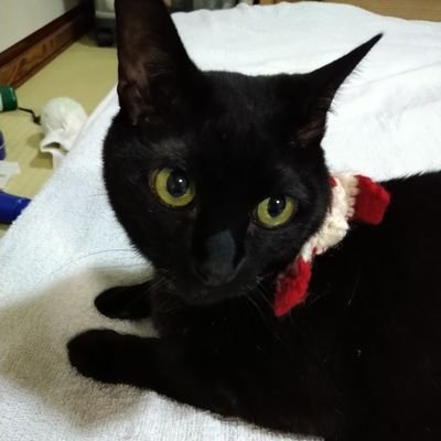 nyanta🐈‍⬛SR12/7.8東京ドーム