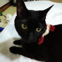 nyanta🐈‍⬛SR12/7.8東京ドーム