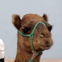 Luann’s Camel 🇵🇸