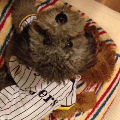 弥太郎🐩🐟⚾️🏀🍜🎣