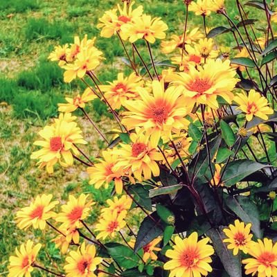 アスター(ふっきー)