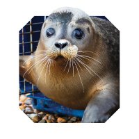 RSPCA East Winch Wildlife Centre