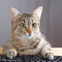 こうすけ＠ITエンジニア