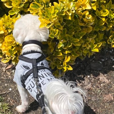 𝓘𝓷𝓭𝓲𝓪 𝓝𝓲𝓬𝓱𝓸𝓵𝓮🫦🐾🦴