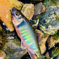 Photo☮️Travel＆Fly-fishing