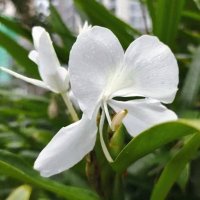 Lillicsy Arbolaez Guzman