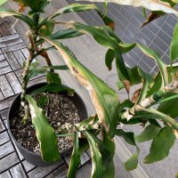 コージチュー加納/加納龍馬