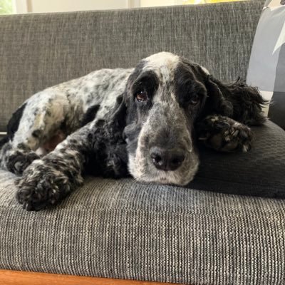 Andrew Weissmann (weissmann11 on Threads/Insta)🌻