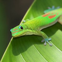 GeckoS