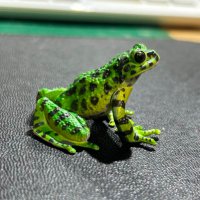 イシカワ×ガエル