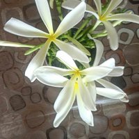 Amarjit singh Narula