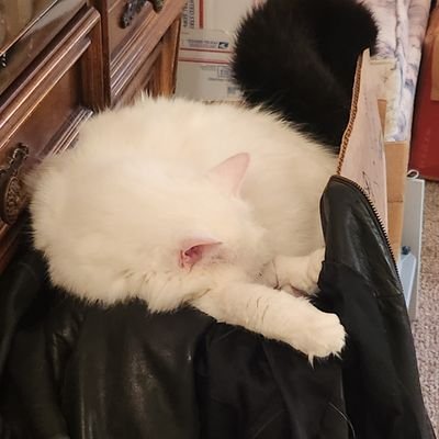 ❤Angel Willy❤my Angel Pals❤