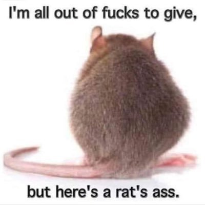 Magic Ferret ♀🏴󠁧󠁢󠁷󠁬󠁳󠁿🇮🇪🇮🇱🦔🚜🚫DMs