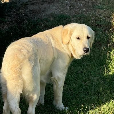 ALEX VESIA 2X WS CHAMPION