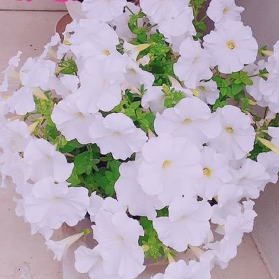 Sakura🎀ポイ活初心者🌼