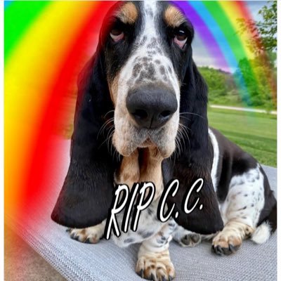 Mockler Bassets