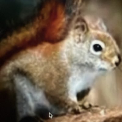 curious squirrel