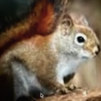 curious squirrel