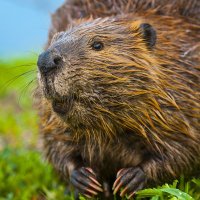 Polish Animals Daily