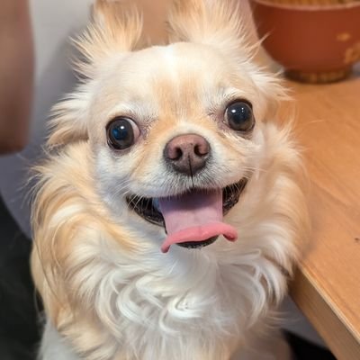 Snowflake What's New Bot (日本語)