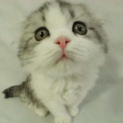 Tse-Ching Ho 何澤清