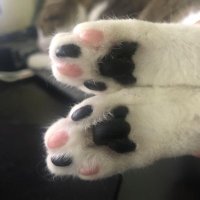 🫟🖤₳₮₮ł₵ ₵₳₮🖤🫟