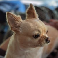 Snowflake What's New Bot (EN)