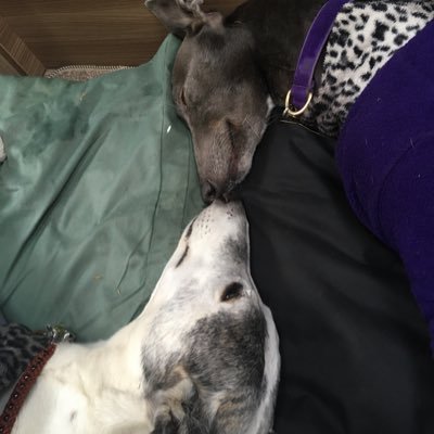 Karen B 🌹🇪🇺 🇺🇦💜🤍💚KarenB@KBGreyhoundLady