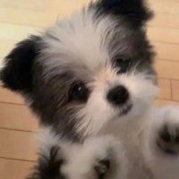 冯芮爱萌宠(互fo💯)