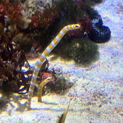 チニキンアナゴ