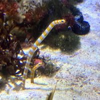 チニキンアナゴ