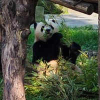 อซจ 🐼 นอนเยอะๆ 💤