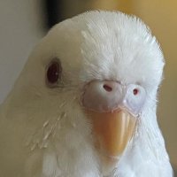 🦜ショーン/SEAN🕊️