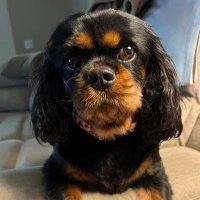 Sofia, Enzo, & Luca Bucci