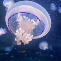 A ྀི🪼ྀི☁️ྀི