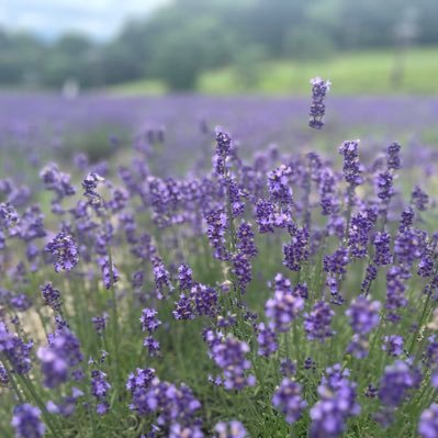 旅行大好き人間@ジェラピケポケスリイーブイヤドンピカチュウ