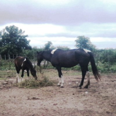 Free Flying for ever my friends Sorry