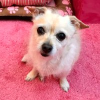 モカラテ🐾🇺🇸