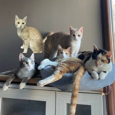 Çerez Çitos Bihter Behlül Poşetçi