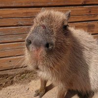 れんこん@40代青春まっしぐら