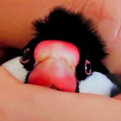 marumoro★3/30まで #文太最愛祭 プレゼント企画