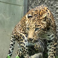 チョップチョップ